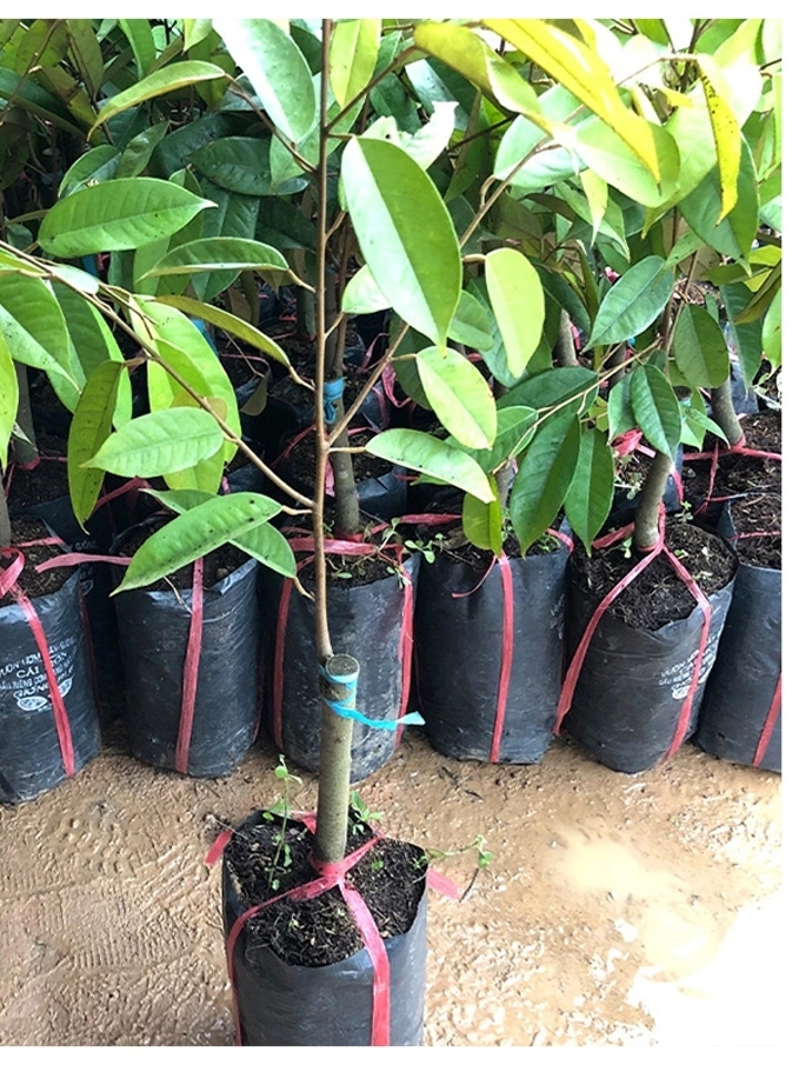 正宗榴莲苗榴莲蜜树苗盆栽