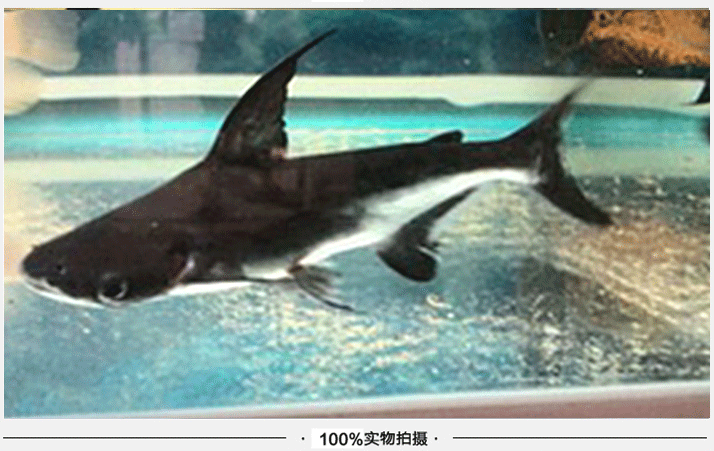热带鱼 观赏鱼 成吉思汗鲨 大白鲨鲨鱼活体 虎头鲨 大型鱼 观赏鲨