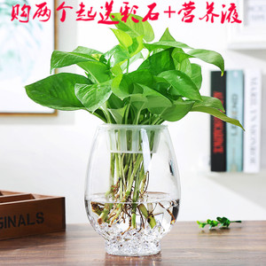 创意大号透明玻璃欧式花瓶 桌面水培绿萝观音竹花瓶鱼缸容器摆件