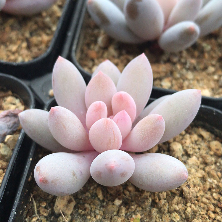 11月初发货景仙阁园艺 多肉新品 维纳斯 进口多肉植物 状态好_7折现价