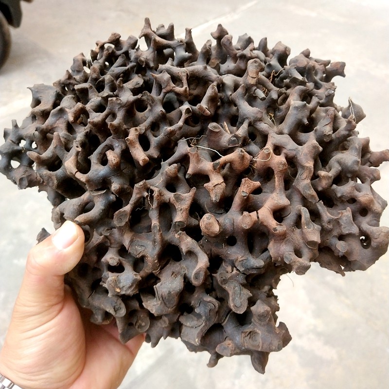 蚂蚁窝黑蚂蚁原始森林野生蚂蚁巢蚂蚁窝黑蚂蚁木质廊架衣被包