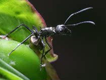 Ant love double-toothed spiny ant black spiny ant living ant ant home workshop popular science photography live pet