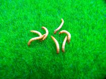 Ant love breadworms do not live