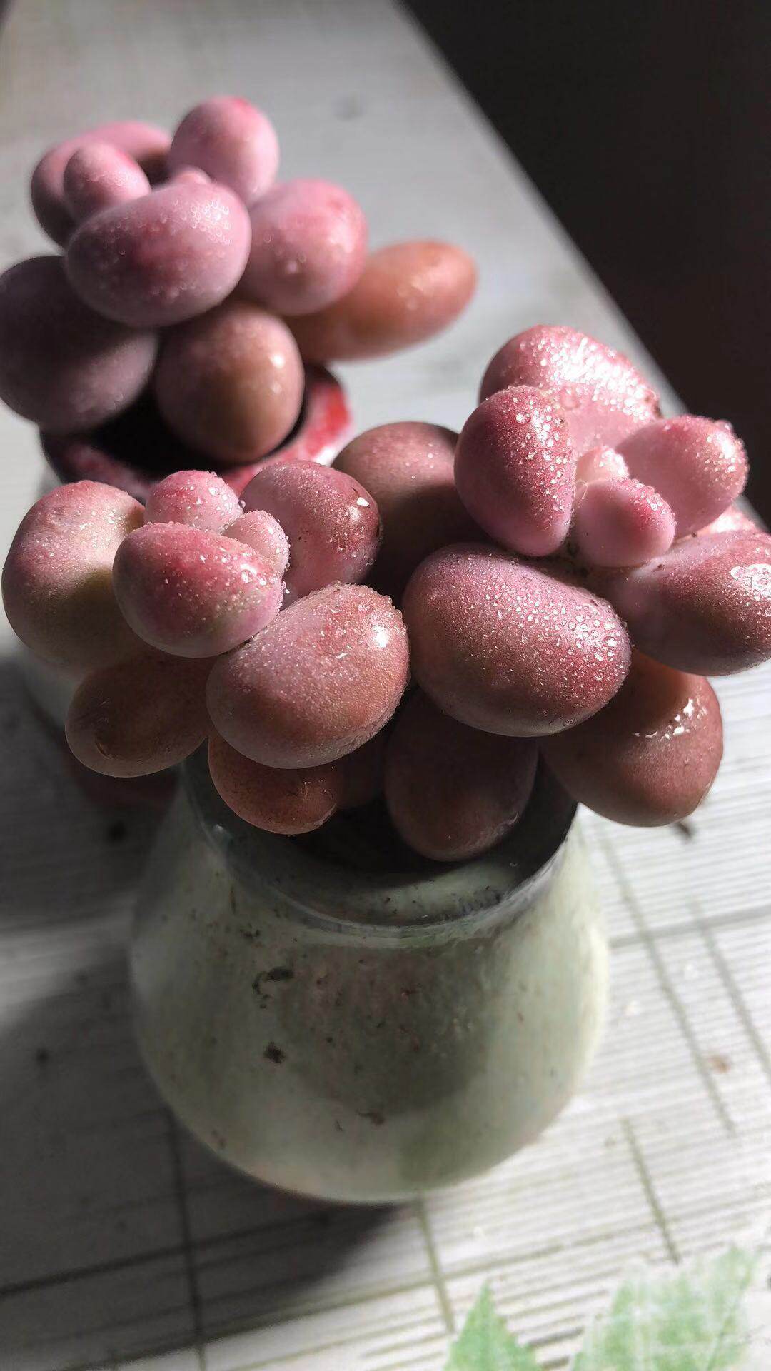 腰子蛋 四头老桩 肥肥的多肉植物 圆形桃之卵桃蛋桌上迷你植物