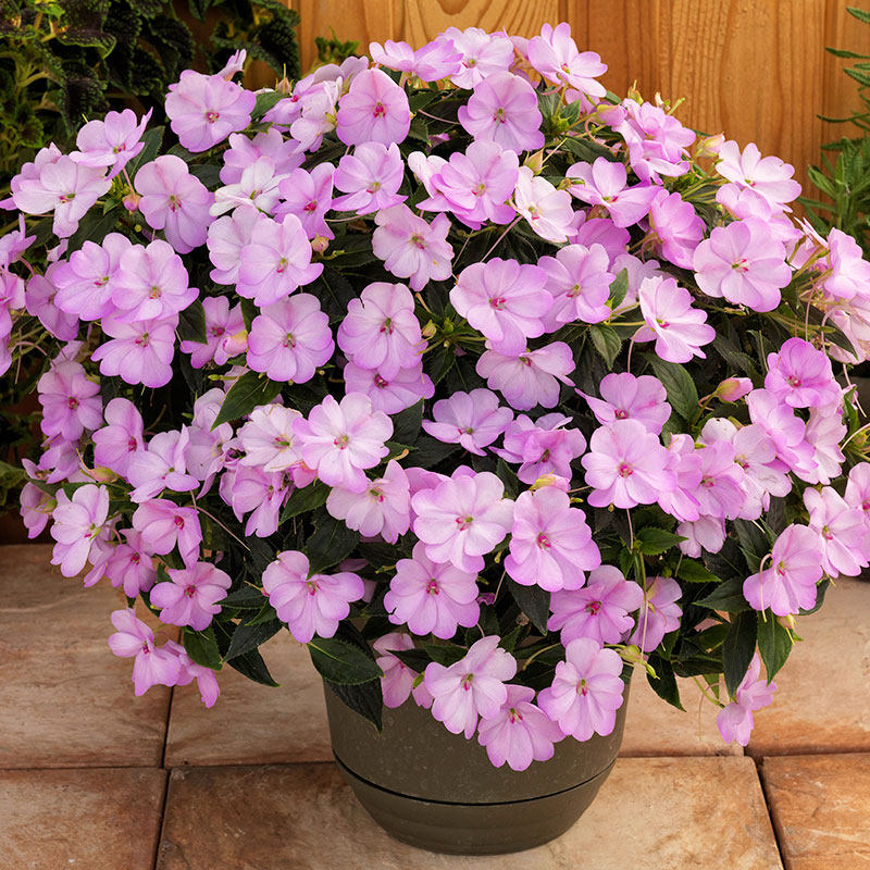 虹越桑蓓斯超级凤仙花大规格庭院爆花植物观花盆栽养护简单150#苗