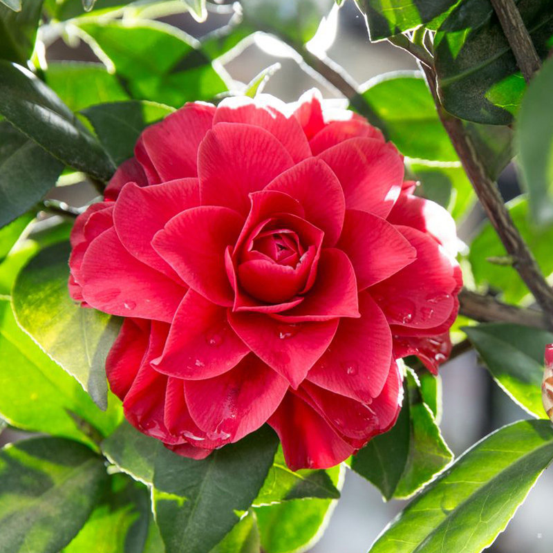 虹越茶花树苗室内外窗台阳台庭院种植花开不断好养观赏花卉预售