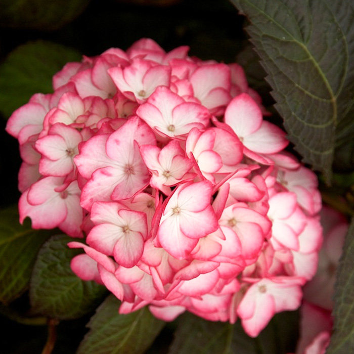 虹越园艺绣球塞布丽娜盆栽花卉绿植庭院植物大花绣球(修剪过)
