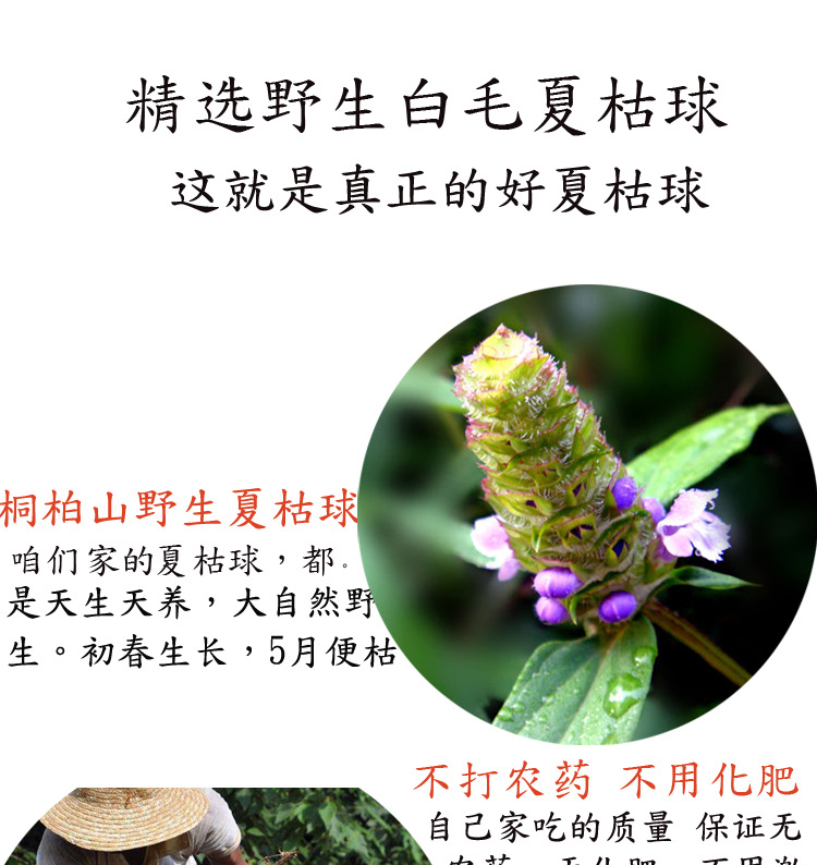 白毛夏枯草药效图片