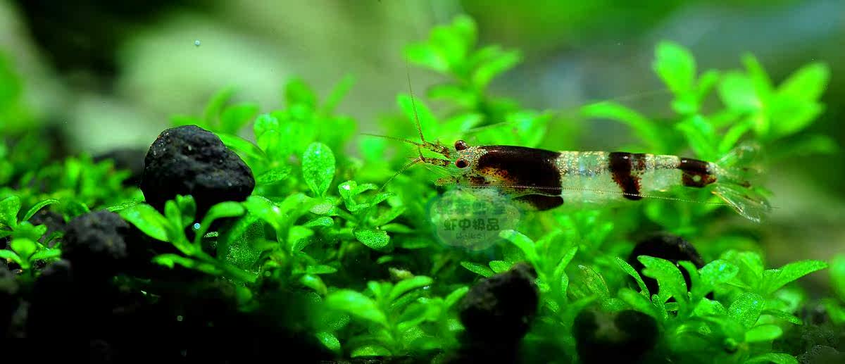 魏莱虾室 蜜蜂虾原生水晶虾元祖观赏虾宠物虾活体工具虾草缸虾