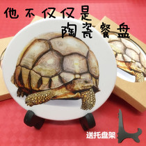 New Angoloka tortoise ceramic plate food basin home art decoration wooden box decoration wooden box decoration