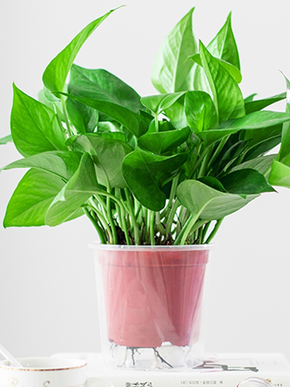 纽美绿萝盆栽花卉植物室内-夫人爱吃鱼