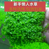 Living water grass tank landscaping package negative water banyan sinking wood freshwater soilless plant oxygenation lying on the ground dwarf pearl real grass
