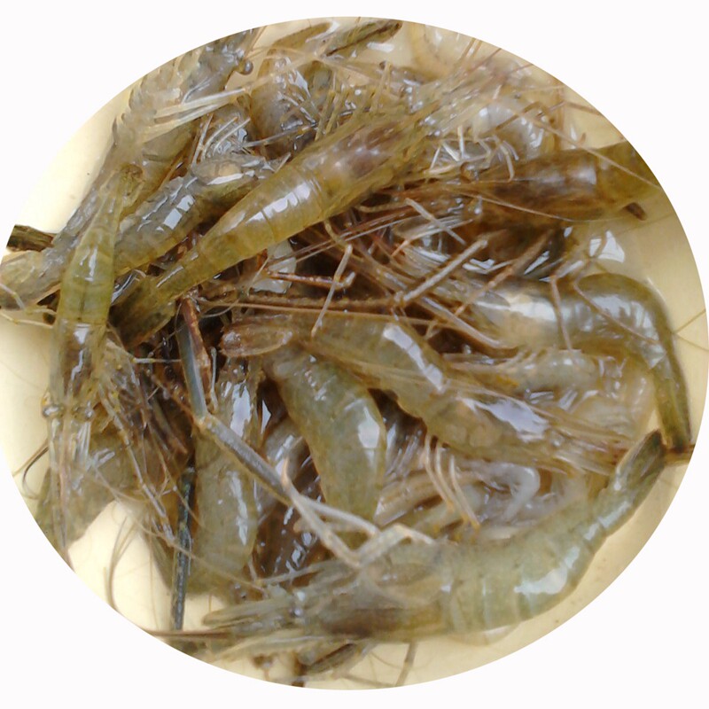 小河虾 500g 新鲜淡水青虾 小草虾醉虾清水野河虾 冷冻