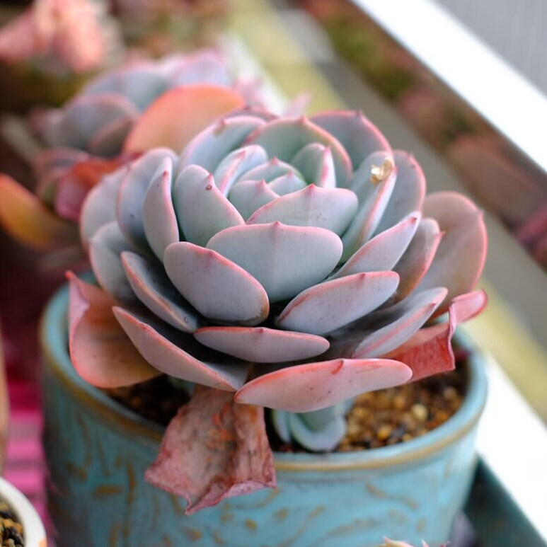 正版蓝粉台阁多肉植物盆栽办公室内阳台花卉绿植自家大棚小猪花卉_7折