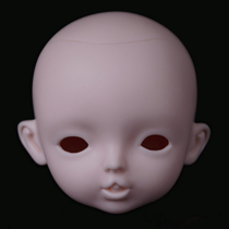 Cocoa (vegetate head) (vegetate head is not sold only for display only)