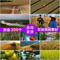Aerial photography of agricultural paddy field farmers farming rice harvest harvest new rural plain high-definition live video material