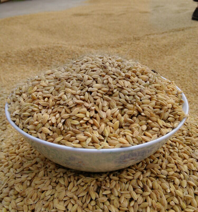 自种稻谷 水稻 谷子稻子 带壳大米仓鼠鸟类喂鸡鸭鸽子饲料5斤包邮