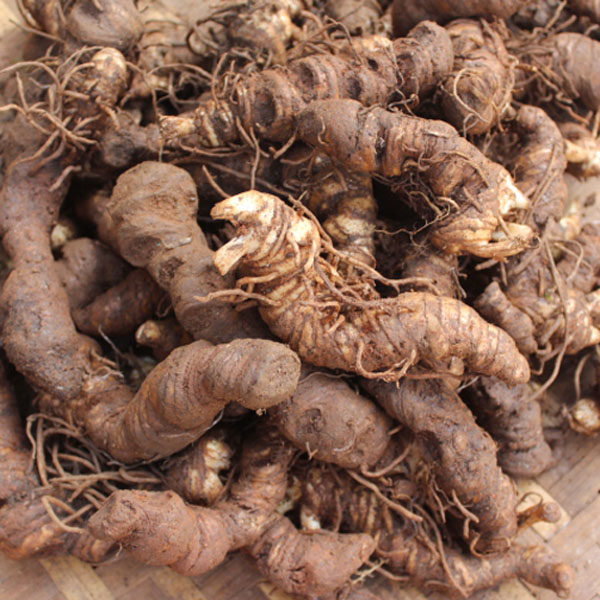 云南特产 新鲜野生重楼七叶一枝花虫楼蚤休草河车滇重楼100g包邮