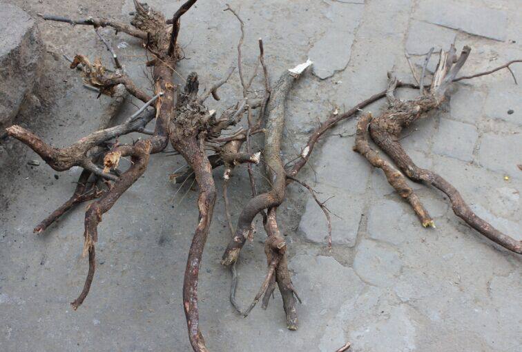 太行山野生酸枣树根皮中药材秦岭小山枣树根酸枣仁根 新货500g