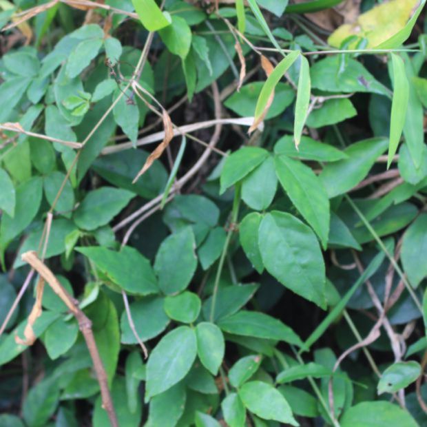 野生中草药材现采新鲜三叶青三叶崖爬藤金线吊葫芦石老鼠根块250g