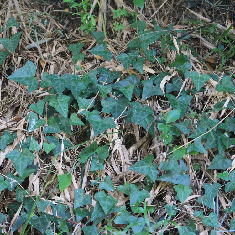 现采新鲜野生中草药材三角风藤常春藤土鼓藤钻天风散