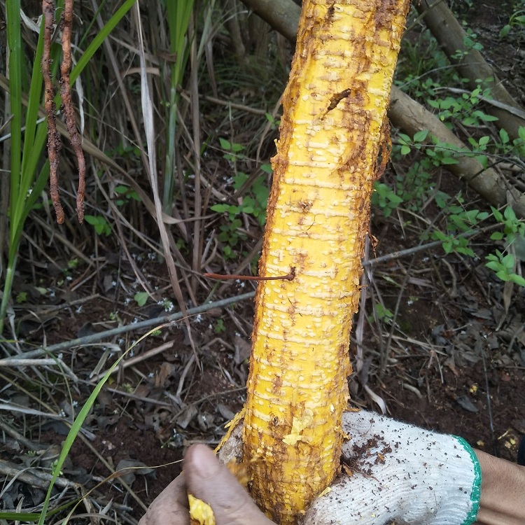 中药材野生新鲜穿破石500g九层皮山荔枝根剥壳黄蛇根金腰带柘刺根
