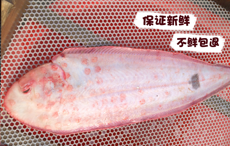 渤海莱州湾新鲜野生舌头鱼 鳎米鱼 平鱼 踏板鱼 龙利鱼 500g
