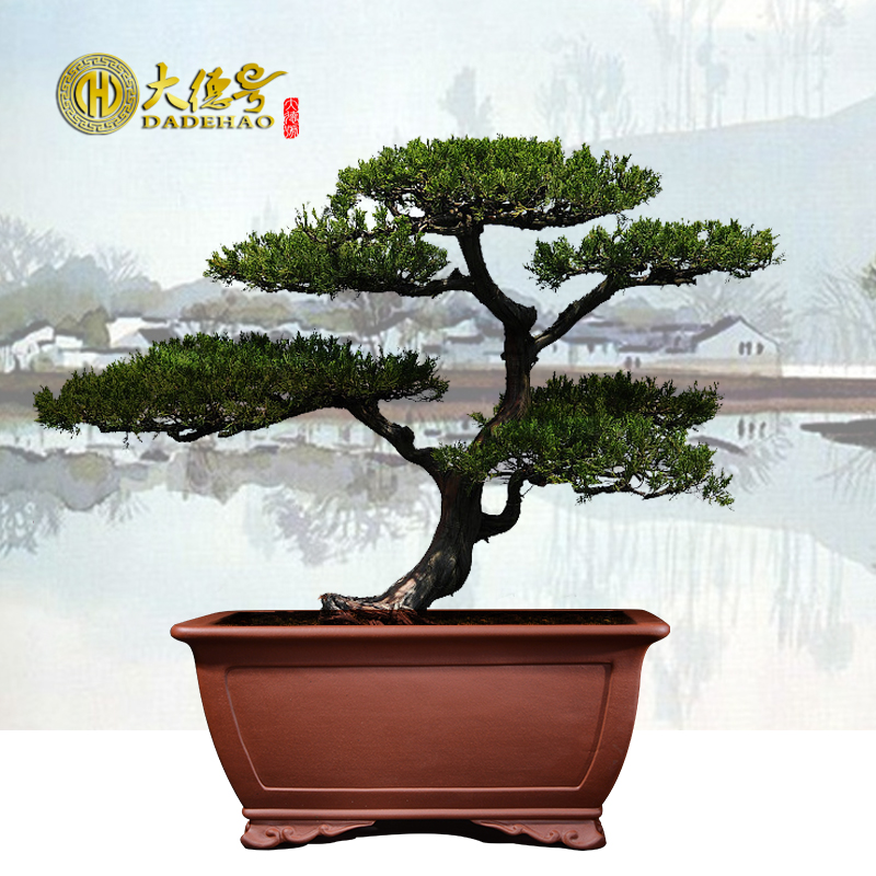Greatness, rectangular yixing purple sand flowerpot potted bonsai pot green plant 50 centimeters long five hieroglyphics big flower pot