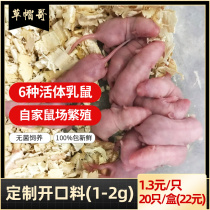 Living frozen rat small white rat breast rat red leather mice white cream sub-adult feed rat lizard reptile food