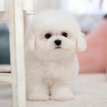 Exclusive live broadcast of Beijing purebred Bichon Frize puppies pet dogs live competition-grade kennels CKU pedigree male and female small bodies