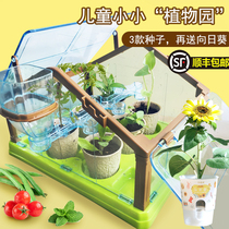 Planting the Yangguang Room Childrens Plants Watch Window Seed Growth Box Parent-Child Little Potted Kindergarten Student Planting Vegetables