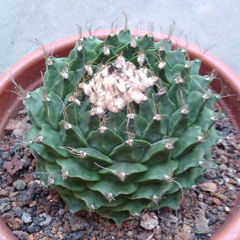 【三只蝴蝶-帝冠】稀有品种仙人球盆栽非银冠玉防辐射落地无根_不打折