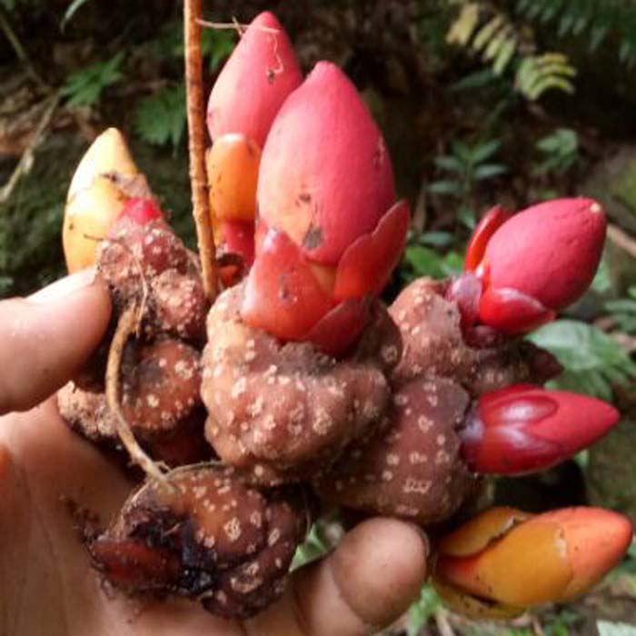 5斤包邮野生中草药回春草 筒鞘蛇菰 文王一支笔 借母还胎 顶天柱