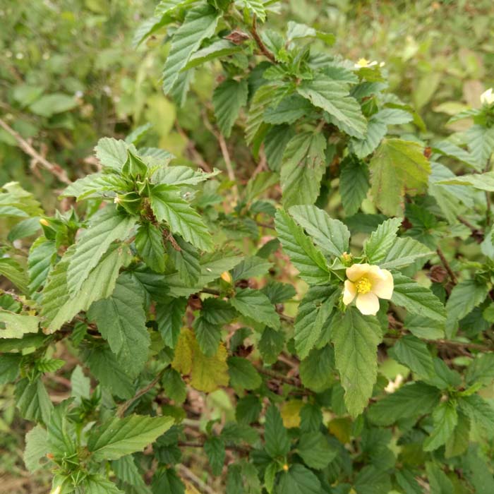 5斤包邮新鲜现采野生中草药材赛葵 黄花草 黄花棉 野油菜 臭矢菜