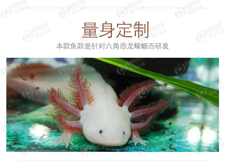 放心好店德瑞六角恐龙鱼六角六六娃娃鱼蝾螈