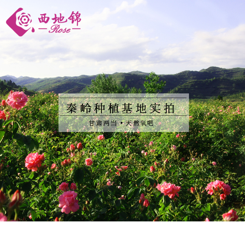 xi di jin damascus rose hydrosol 500ml natural genuine rose water moisturizing spray essential oil flower water