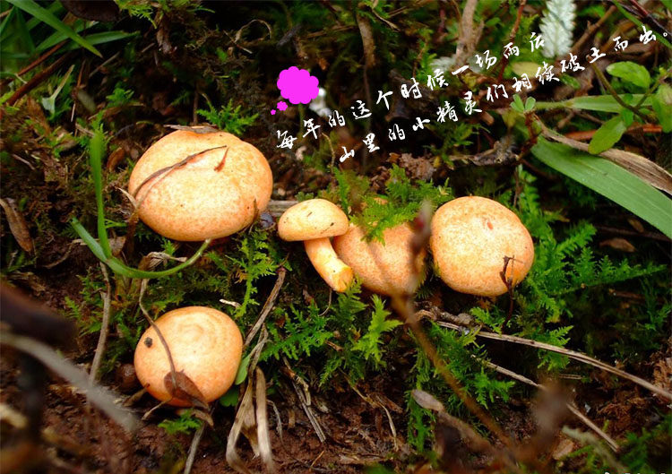 野生菌寒菌新鲜松乳菇枞菌野味菌菇山珍雁来蕈鹅重阳菌松树菌蘑菇