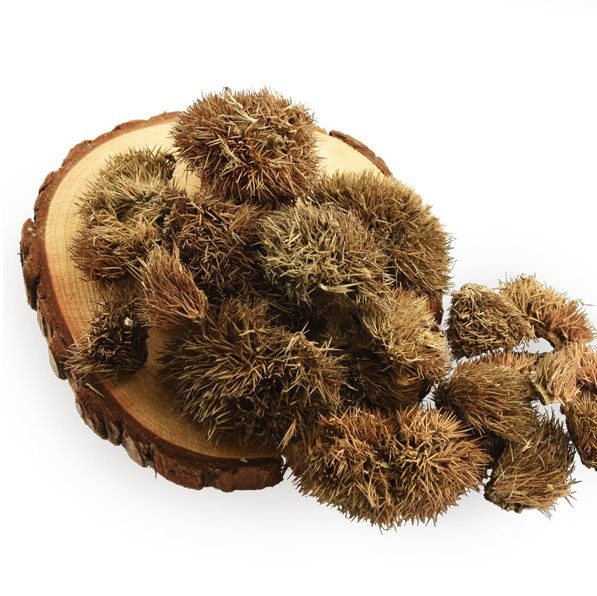 板栗壳 6斤包邮 栗毛壳 栗刺壳 风栗壳 板栗外壳 中药材 500克8元_爱