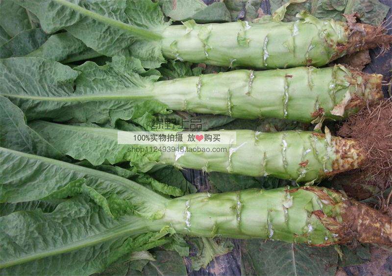 绿野上品尖叶青皮青肉莴笋种子正青二号青尖叶莴笋清香茎粗耐寒