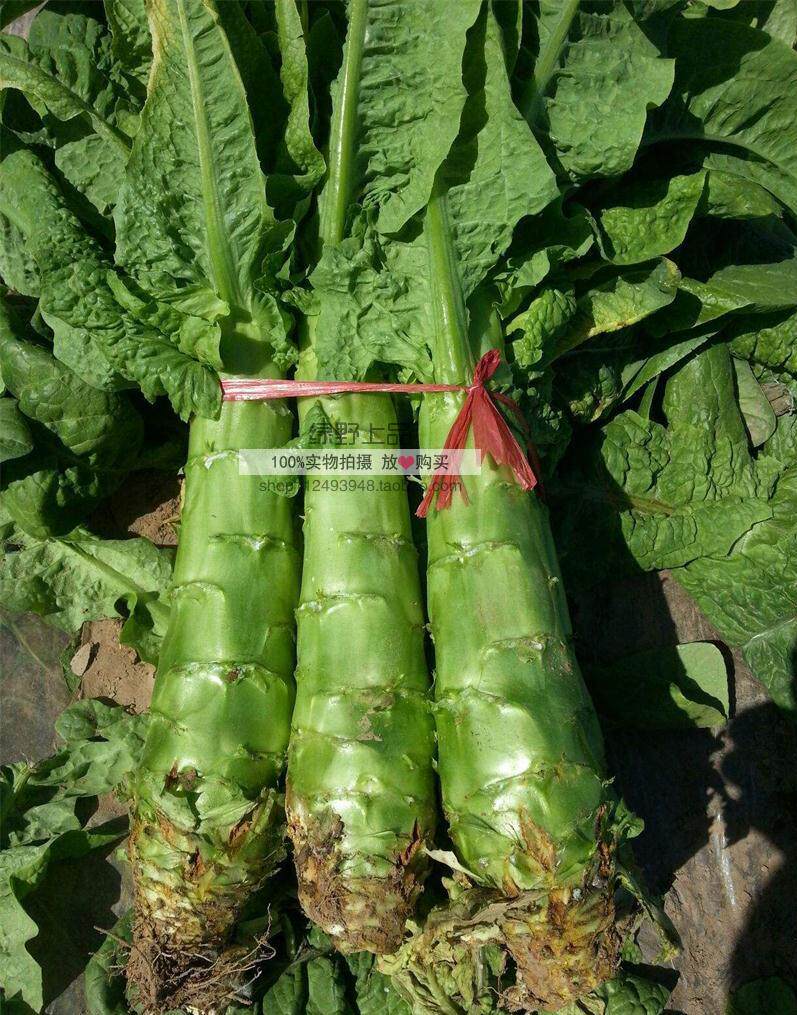 绿野上品尖叶青皮青肉莴笋种子正青二号青尖叶莴笋清香茎粗耐寒
