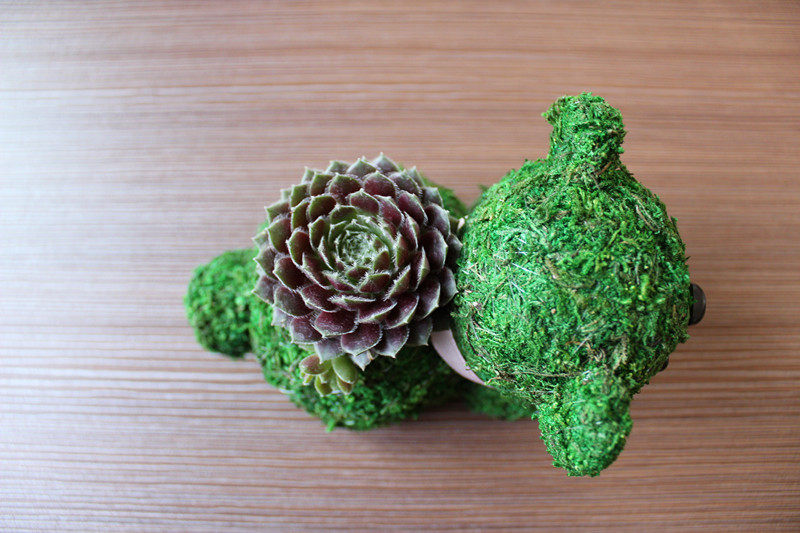 苔藓卡通多肉花盆水苔 调节湿度净化空气防辐射居家饰品送女朋友