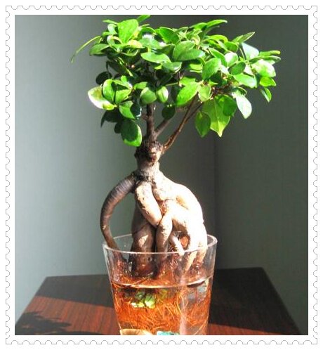 小盆栽 水培植物 办公桌迷你植物 小榕树 室内除甲醛绿植物