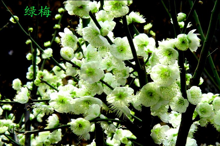 红梅腊梅绿梅苗造型盆景四季梅花苗美人梅素心腊梅花树苗庭院盆栽