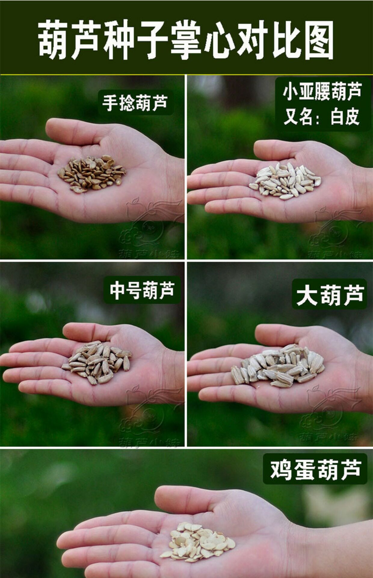 包邮天然大葫芦种子中葫芦籽文玩手捻小葫芦种籽观赏藤蔓阳台观赏