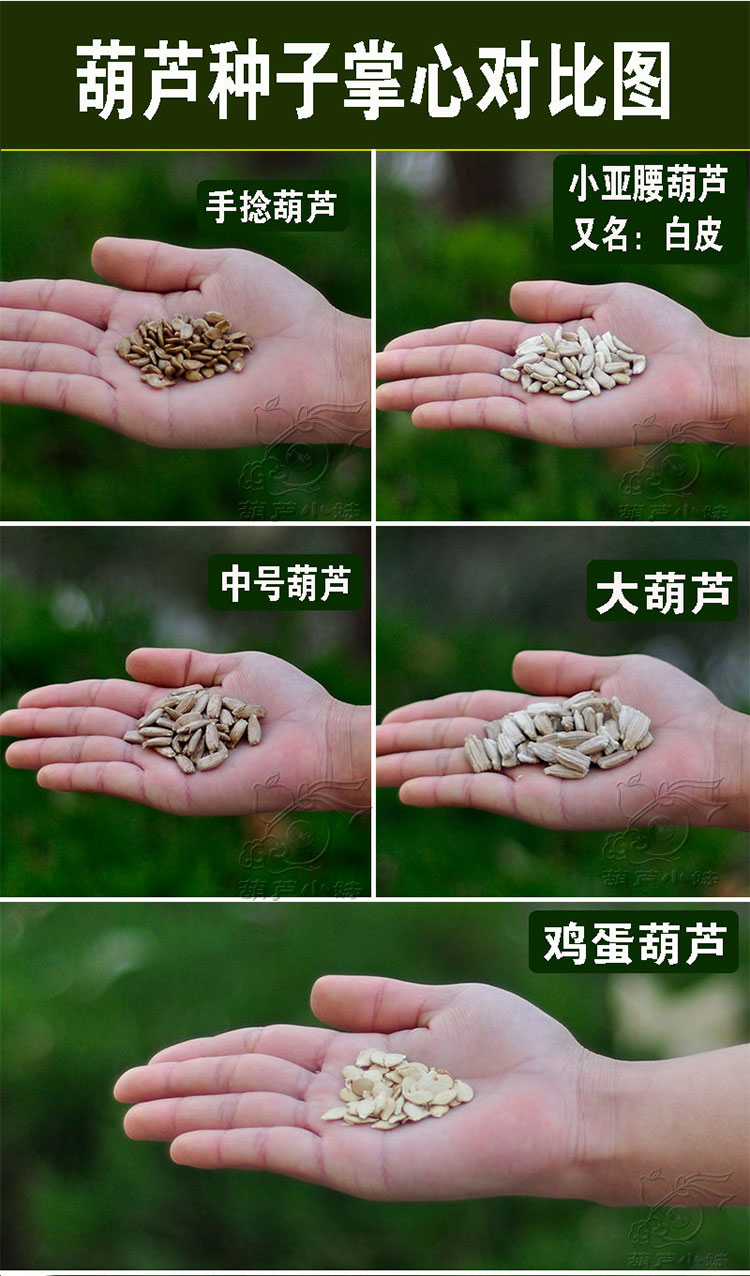 包邮天然手捻大中小葫芦种子美国葫芦籽阳台观赏葫芦子盆栽草里金