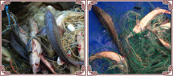 [全鱼宴]黑龙江野生活鱼江鱼鲟鳇鱼七粒浮子大鲟鱼肉4斤装包邮