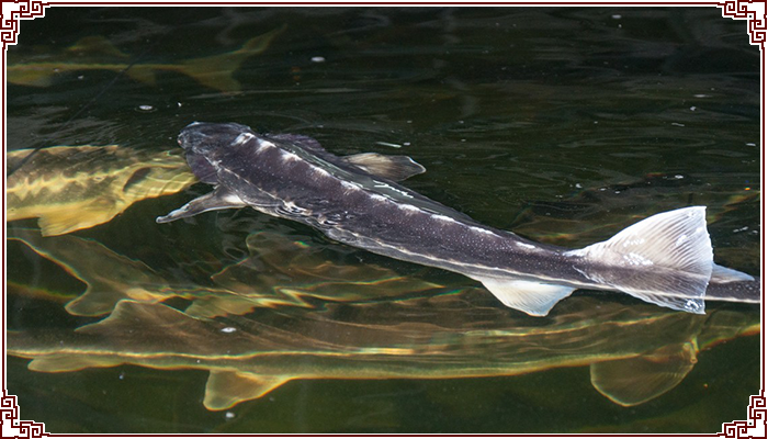 [全鱼宴]黑龙江野生活鱼江鱼鲟鳇鱼七粒浮子大鲟鱼肉4斤装包邮