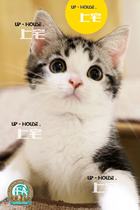 Upper house U P-H O U S E.C. F A pure breed American short hairy cat beauty short silver tiger spotted living pet pep-puff D D