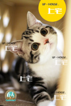 On the HOUSE UP-HOUSE ▲ CFA American shorthair cat beautiful short silver tabby plus white cheese live cat ▲ WR ▲ DD