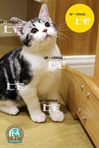 Upper house U P-H O U S E-C F A US short hairy cat beauty short silver tiger spotted with white living kitsch USB U D A D A